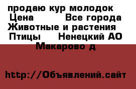 продаю кур молодок. › Цена ­ 320 - Все города Животные и растения » Птицы   . Ненецкий АО,Макарово д.